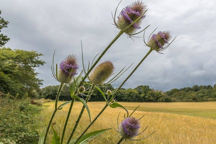 Teasles at Valley Park